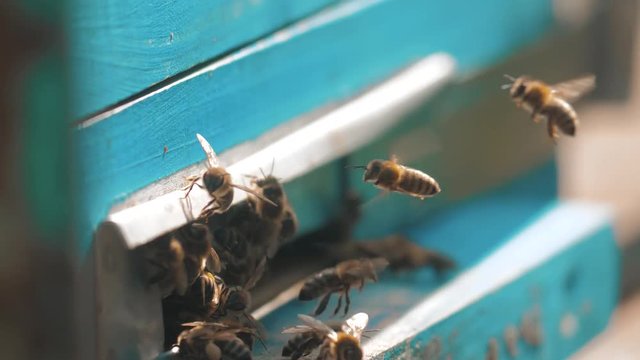 slow motion video apiary. a swarm of bees flies into a hive collect the pollen bear honey. beekeeping concept bee agriculture. Honey bees swarming and flying around their beehive lifestyle