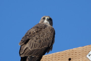 bird of prey