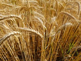 Weizenfeld im Sommer