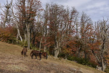 Horses