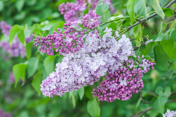 Fototapeta na wymiar Flowering of the lilac in the spring