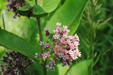 Milkweed