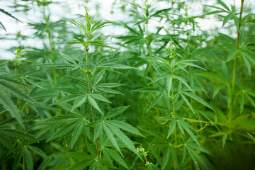 Naklejka premium Large cannabis leaves on the Bush