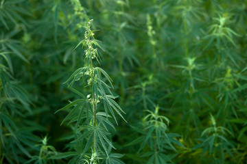 bushes grow cannabis