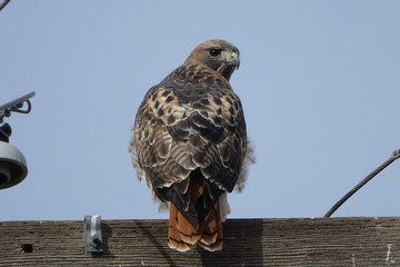 hawk