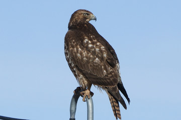 red tailed hawk