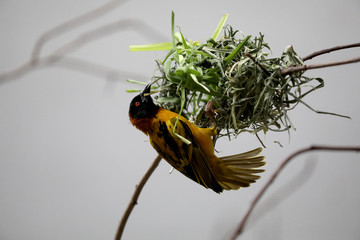 Black headed textor weaver bird