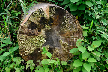 mushrooms on the log