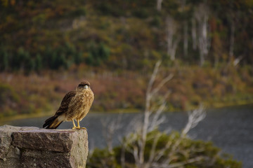 Portrait view of a Chimango caracara