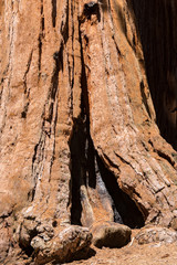 Sequoia Tree