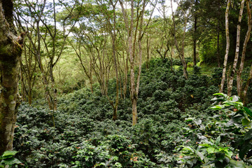 coffee plantation
