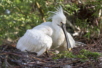 Spoonbill close-up portrait