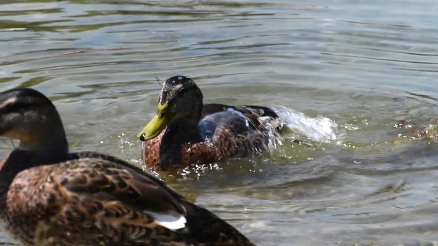 anatre sulle rive del lago si puliscono e si lavano con cura