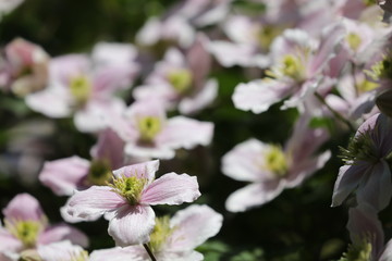 Clematis