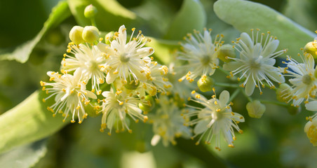 linden flowers background on blue sky on a sunny day
