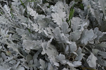 Beautiful gray flowers on a background of grass.