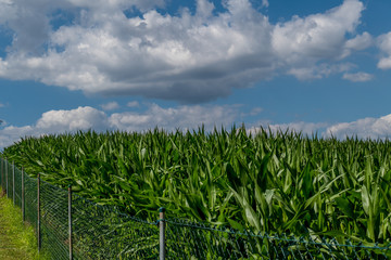 Maisfeld