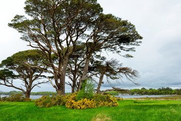 Fototapeta na wymiar Beautiful large pine tree and blossoming gorse bushes on a banks on Muckross Lake, located in Killarney National Park, County Kerry, Ireland.