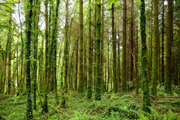 Massive pine trees with ivy growing on their trunks. Impressive green woodlands of Killarney National Park, Ireland