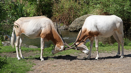 Fototapeta na wymiar scimitar horned oryx