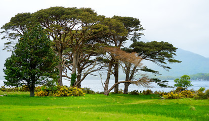 Beautiful large pine tree and blossoming gorse bushes on a banks on Muckross Lake, located in Killarney National Park, County Kerry, Ireland.