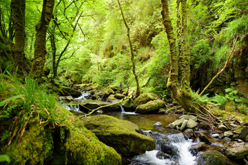 Small waterfalls near Torc Waterfall, one of most well known tourist attractions in Ireland, located in Killarney National Park, Ireland