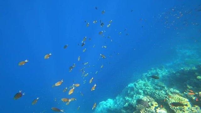 Rafa koralowa .Dahab. Egipt