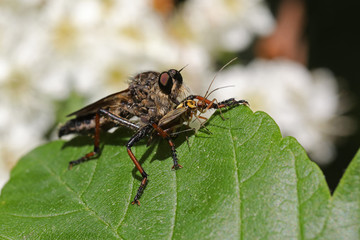 Robber fly with prey