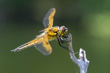Dragon fly on wood