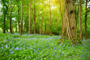Beautiful bluebell flowers blossoming in the gardens of Ducketts Grove, a ruined 19th-century great house and former estate in Ireland.