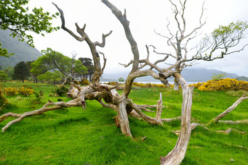 Beautiful large pine tree and blossoming gorse bushes on a banks on Muckross Lake, located in Killarney National Park, County Kerry, Ireland.