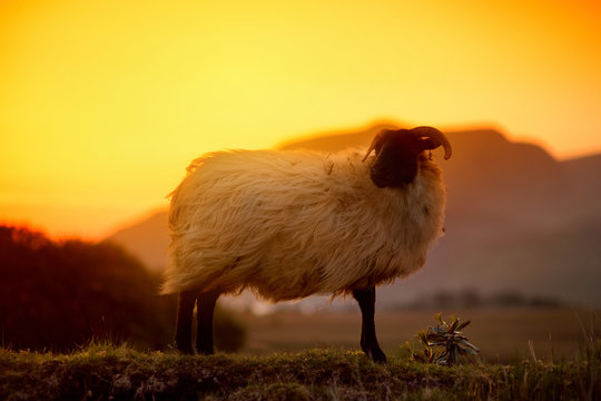 Sheep Grazing In Green Pastures On A Sunset. Adult Sheep And Baby Lamb Feeding In Lush Meadows Of Ireland.