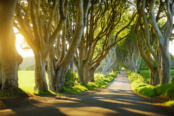 The Dark Hedges, an avenue of beech trees along Bregagh Road in County Antrim, Nothern Ireland