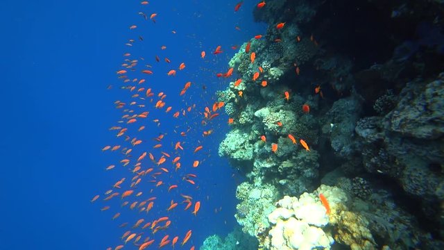 Rafa koralowa .Dahab. Egipt