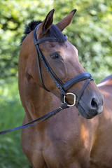 Obraz premium Brown horse with green background