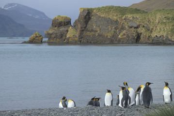 Obraz premium King Penguins, South Georgia Island, Antarctic