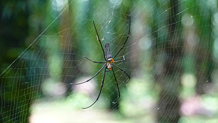 CLOSE UP MACRO One of the biggest spider species sitting in web in green jungle