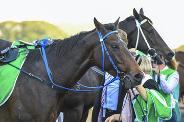 racing horse