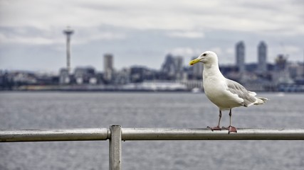 Seagull with City Background