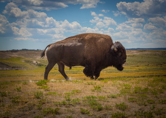Bison d& 39 Amérique, Hayden Valley, Parc National de Yellowstone