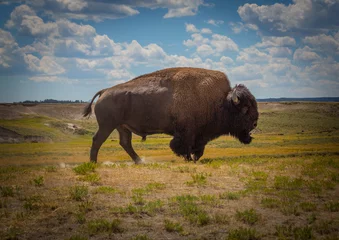 Fotobehang Amerikaanse bizon, Hayden Valley, Nationaal Park Yellowstone © W. Ross