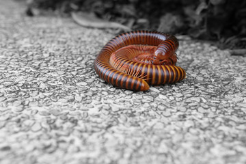 Millipedes insect on the ground brown color animal life in Asia on black and white background