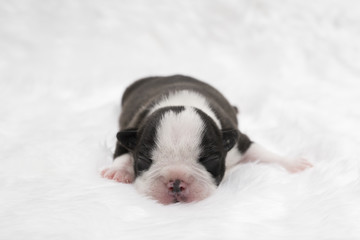 puppy dog just born ,lovely dog. © somchaikhun