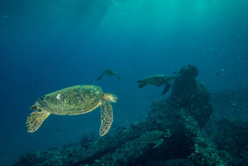 Naklejka na ściany i meble Sea Turtle in Hawaii at Sunset