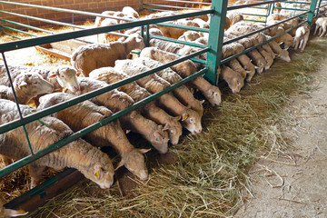 Farm for sheep breeding / Feeding the sheep on a modern farm