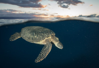 Sea Turtle in Hawaii at Sunset