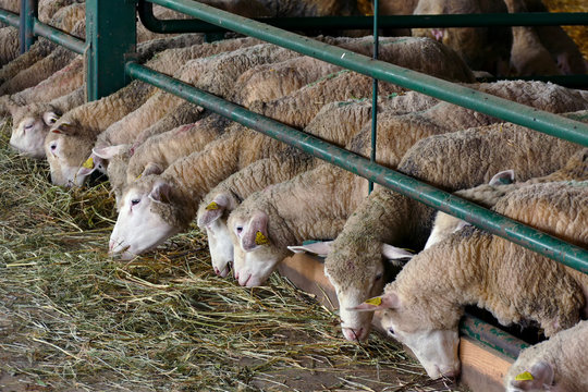 Sheep for breeding / Feeding the sheep on a modern farm