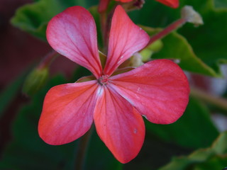 Red Flower