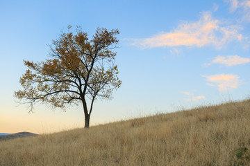 Fototapeta na wymiar Tree And Cloud On A Hillside