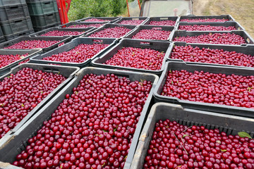 Cherries ready for the Market / Freshly picked cherries in trays ready for the market